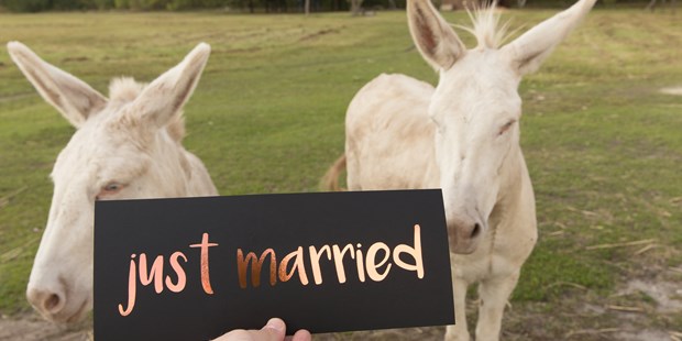 Destination-Wedding - Hunde erlaubt - Österreich - unsere Esel - VILA VITA Pannonia