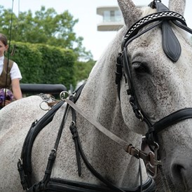Hochzeitslocation: Hochzeitskutsche (hauseigene Pferdestall) - VILA VITA Pannonia