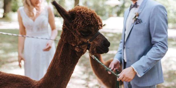 Destination-Wedding - Hunde erlaubt - Österreich - Brautpaar mit Alpakas - Kursaal und Gästezentrum Bad Hall