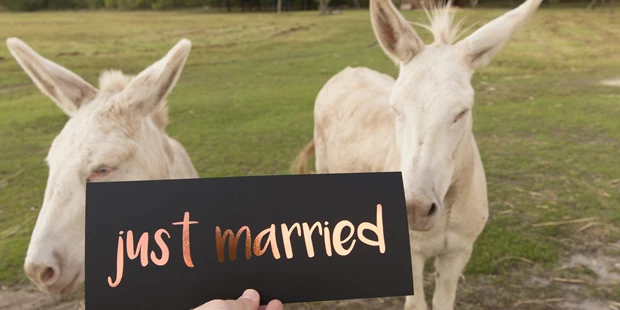 Destination-Wedding - Art der Location: Hotel / Chalet - unsere Esel - VILA VITA Pannonia