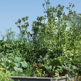 Hochzeitslocation: Salat und Gemüse aus dem eigenen Garten - Panorama Hotel Leidingerhof 