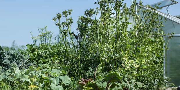 Destination-Wedding - Personenanzahl - Mondsee - Salat und Gemüse aus dem eigenen Garten - Panorama Hotel Leidingerhof