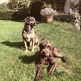 Hochzeitslocation: Hunde sind bei uns herzlich willkommen! - Gut Schloss Lichtengraben  - romantisches Schloss exklusive mieten