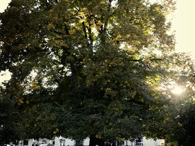 Hochzeitslocation: Trauung unter der Linde.
Foto © Stefan Soeser  - Schloss Pichlarn